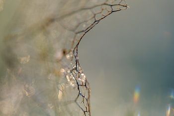 spel van licht en ijs