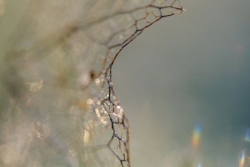 spel van licht en ijs