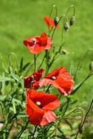 Poppies in the sun
