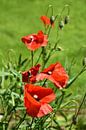 Poppies in the sun by Henk de Boer thumbnail