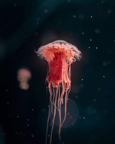 Under the Sea by Hello Pompoyo