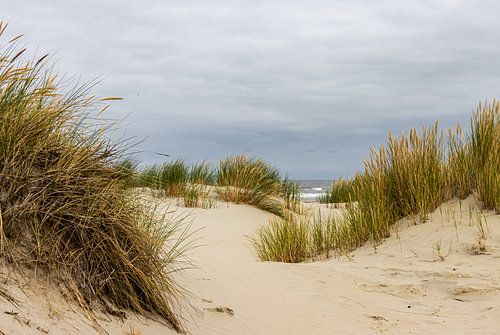 Duinen aan zee