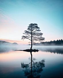 Tree in the sunrise