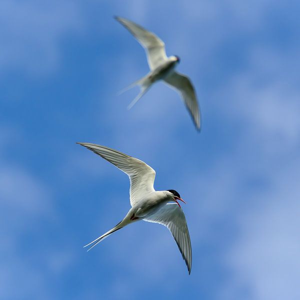 Küstenseeschwalben von Denis Feiner
