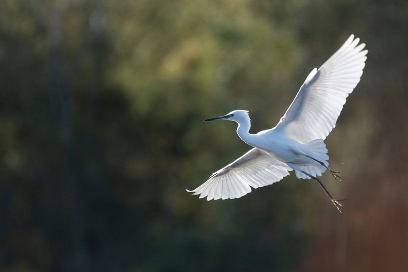 Kleine zilverreiger in vlucht van Sven Scraeyen