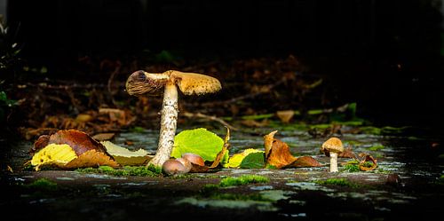 Paddestoel herfst tafereel