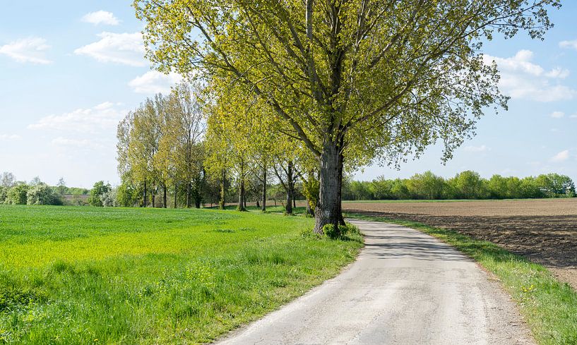 Field path in spring by Achim Prill