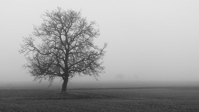 Baum im Nebel von Flatfield