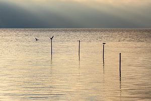 Sonnenuntergang am Achterwasser bei Warthe auf der Insel Usedom