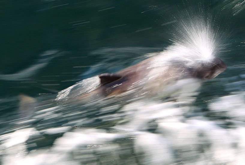 Schweinswal in Zeeland von Sybrand Treffers