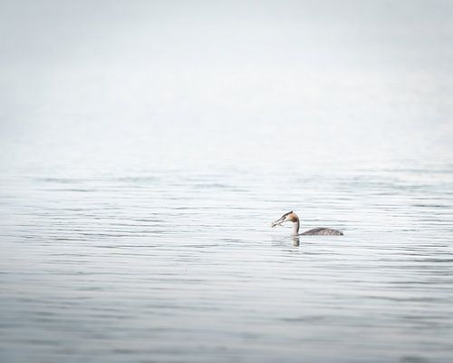 Grebe with fish