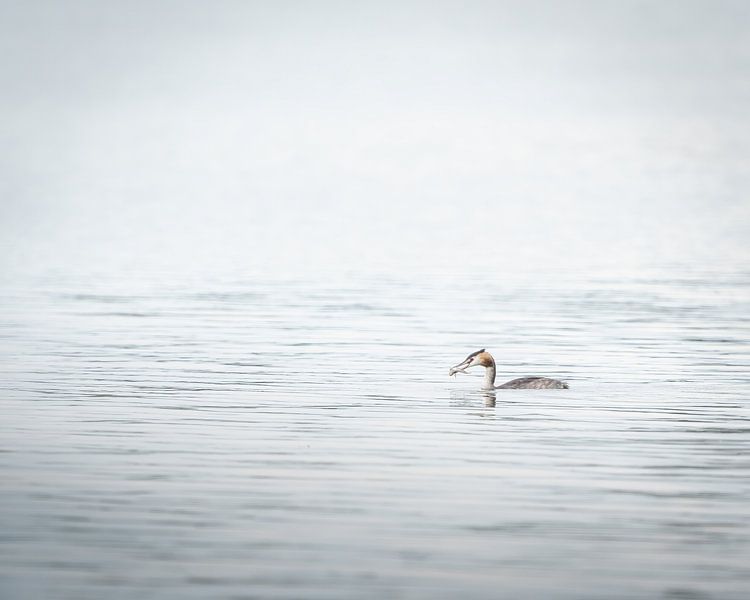 Grebe with fish by Liliane Jaspers
