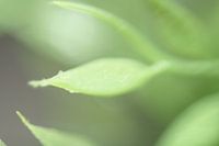 feuille