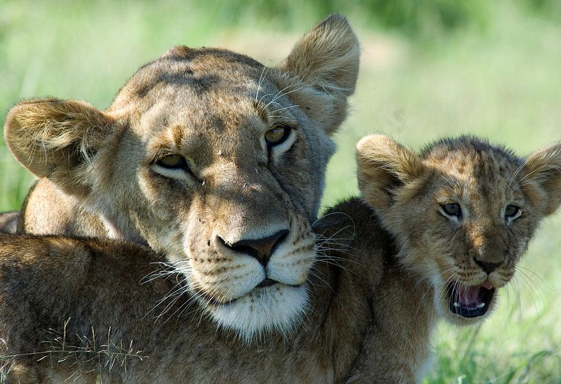 Lioness with her cub. Motherly love. by Louis en Astrid Drent Fotografie
