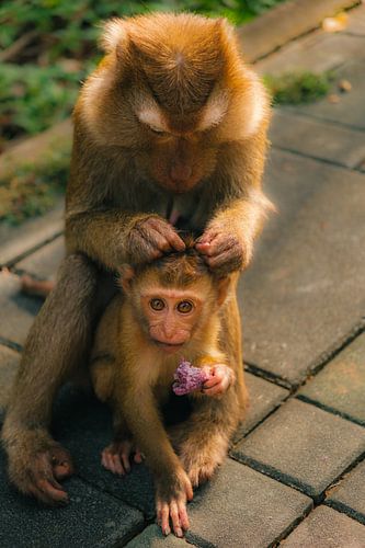Zorgen in de jungle: ontroerende makaakmomenten