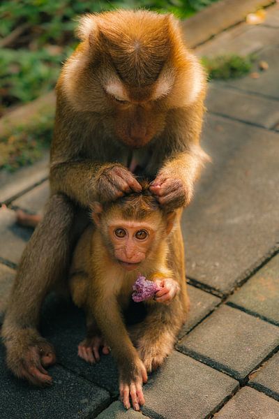 Zorgen in de jungle: ontroerende makaakmomenten van NZME Photography
