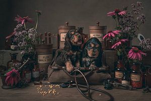 Die richtige Medizin, mit Cockerspaniel-Welpen