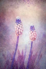 Muscari von Claudia Moeckel