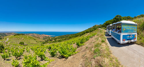 Toeristen treintje rijdt de berg op en geeft uitzicht op Collioure en de wijngaarden, Collioure, Pyrénées-Orientales, Frankrijk