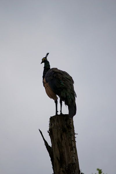 Peacock by Simone van der Heide