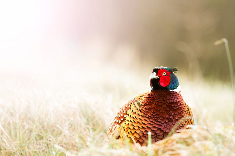 pheasant in the sun by Gerrit Last
