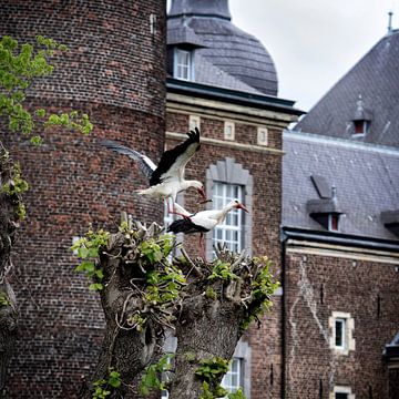 Ooievaars bij kasteel hoensbroek .