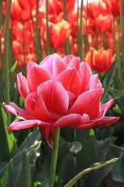 Tulip fields Goeree-overvlakee by Linda van Rij