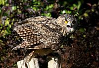 Spirited European Eagle-owl (Bubo bubo) 