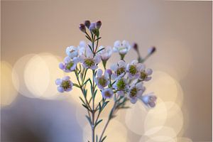 schattige bloemetjes van Tania Perneel