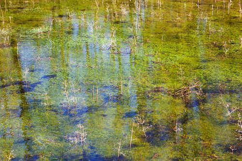 Still water with aquatic plants