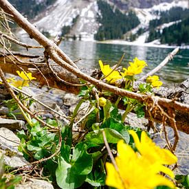 Vilsalpsee im Tannheimer Tal – ein magischer Bergsee mit klaren Farben, ruhiger Atmosphäre und beeindruckender Tiroler Bergkulisse. von Miriam Schwarzfischer Fotografie