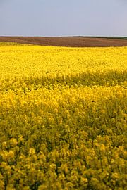 Koolzaadveld van Thomas Jäger