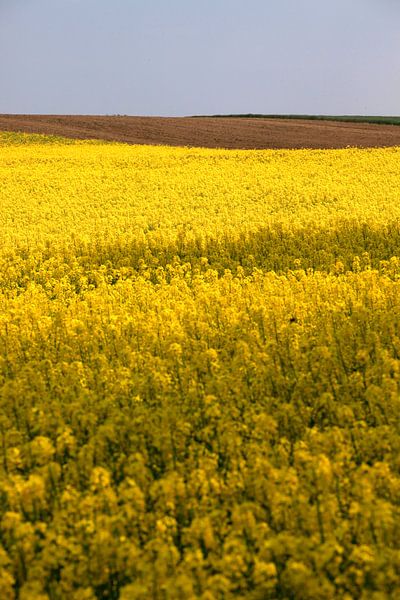Rape field by Thomas Jäger