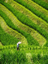 Groene Oogst by Ferdi Merkx