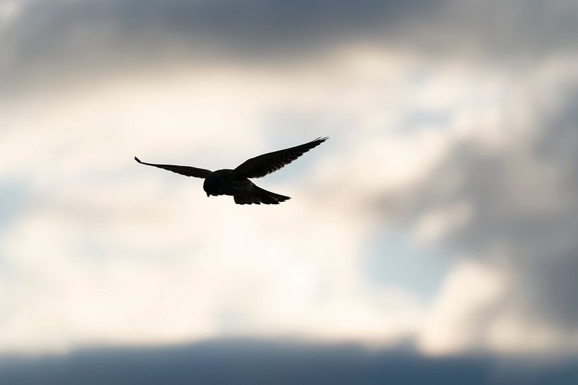 Kestrel priant (rétroéclairage oname) par Johannes Jongsma