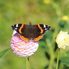 amiral sur Matthias Brix