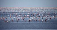 PHOENICOPTERUS ROSEUS  von Sybrand Treffers Miniaturansicht