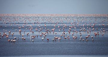 PHOENICOPTERUS ROSEUS  sur Sybrand Treffers