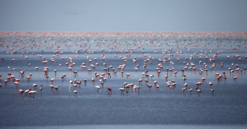 PHOENICOPTERUS ROSEUS  von Sybrand Treffers