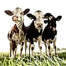 Koeien in de wei van Jessica Berendsen thumbnail