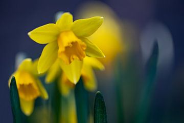 Dreamy daffodils by Annika Westgeest Photography