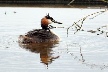 Fuut met kuiken op de rug