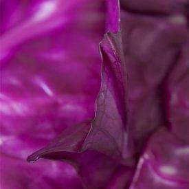 Purple cabbage by Nicky Schouten