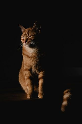 House cat in the morning light