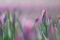 Tulpenvelden. Zij aan zij. von Jannie Domburg van Woudenberg Miniaturansicht