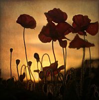 sunset poppies