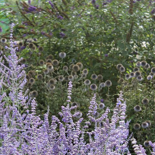 Vijftig tinten paars