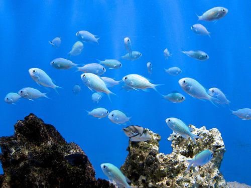 Vissen in helder water