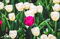 Roze bloem in een veld met witte tulpen van Expeditie Aardbol thumbnail