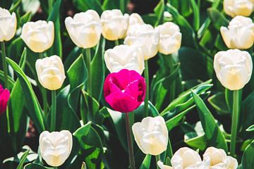 Roze bloem in een veld met witte tulpen van Expeditie Aardbol